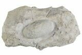 Eocene Fossil Snake Egg - Bouxwiller, France #366888-1